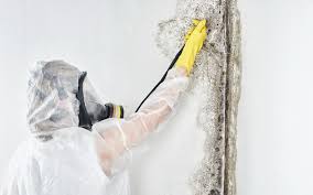 Best Mold Removal for HVAC Installations  in Sackets Harbor, NY